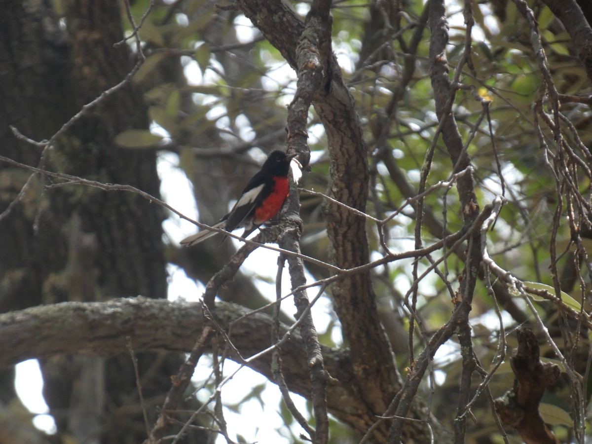 Painted Redstart - ML620797157