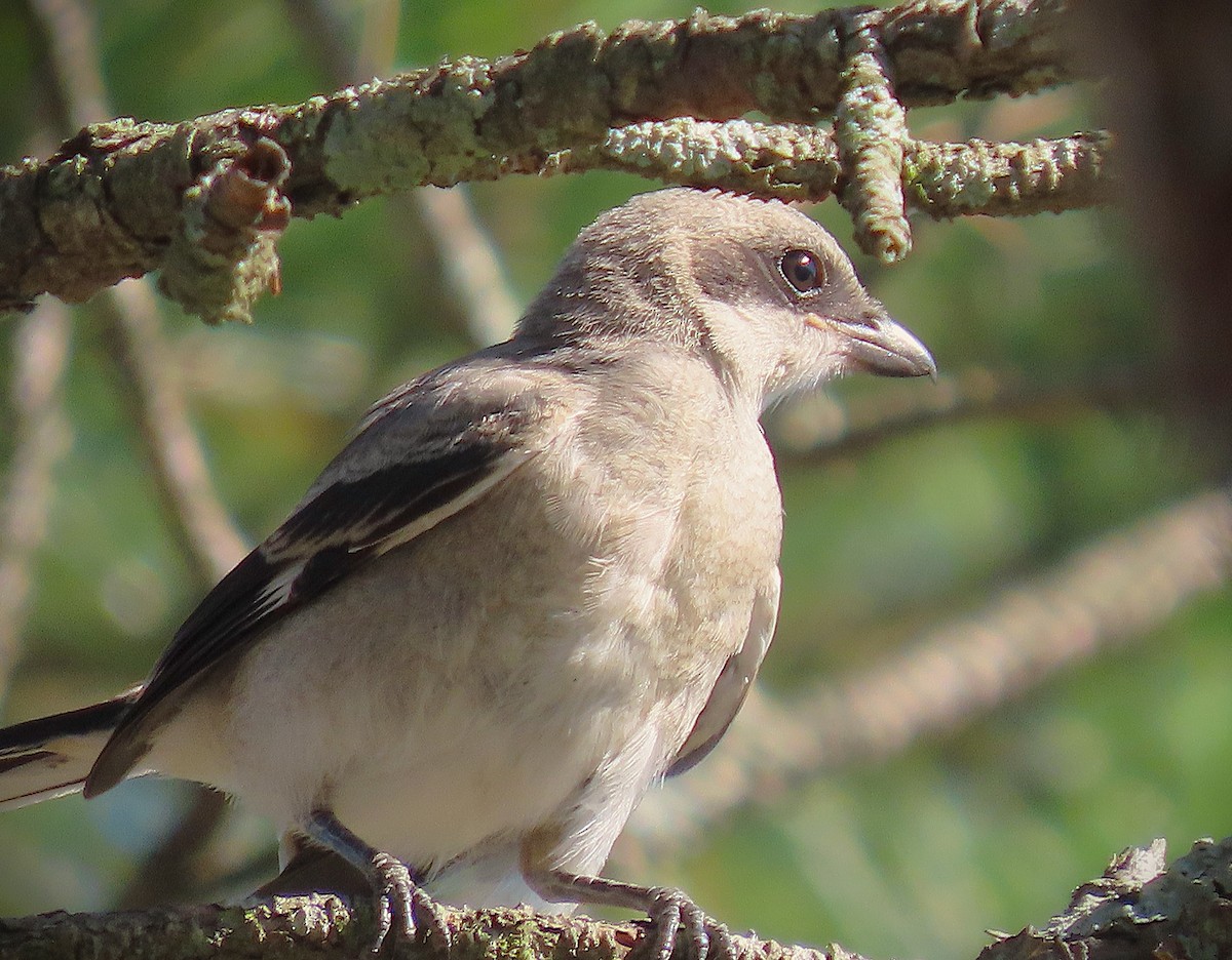 Loggerhead Shrike - ML620797159