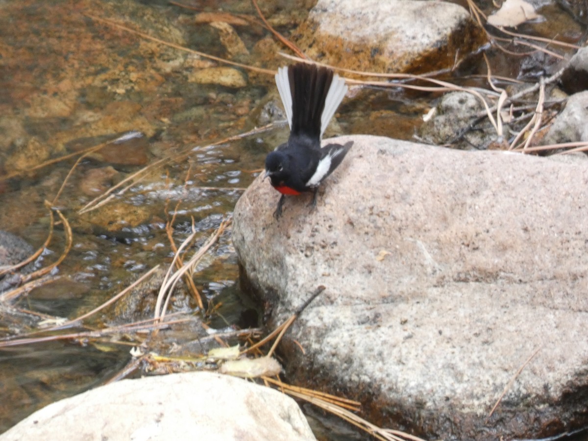 Painted Redstart - ML620797162