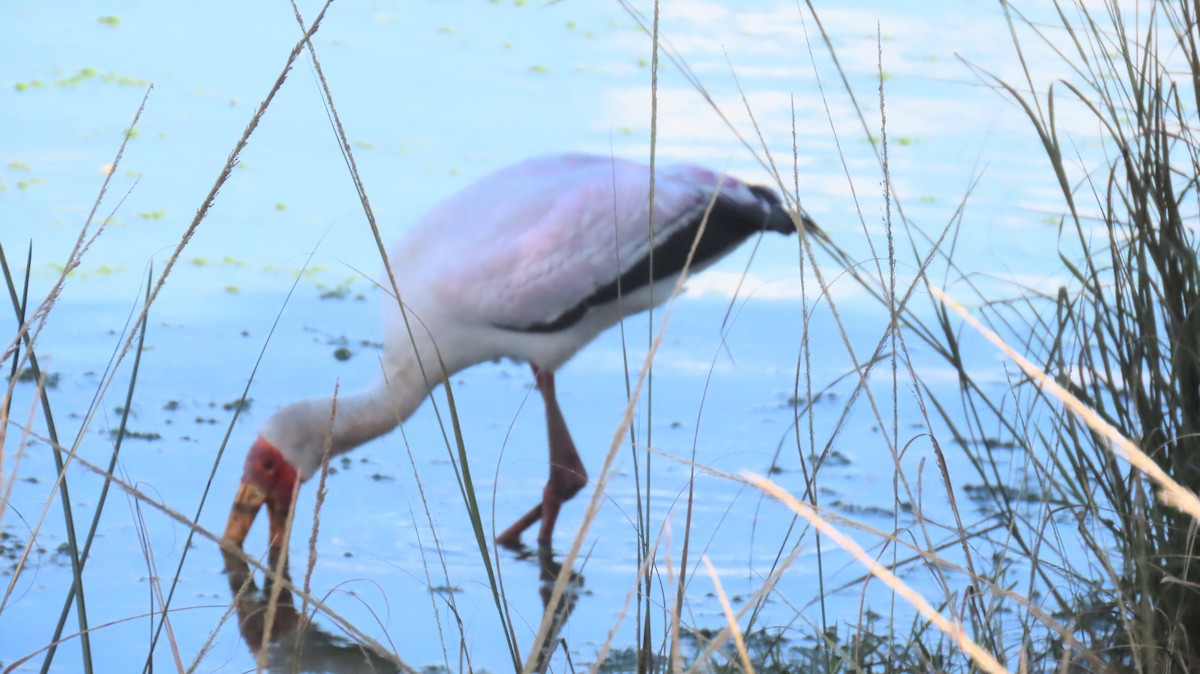 Yellow-billed Stork - ML620797165