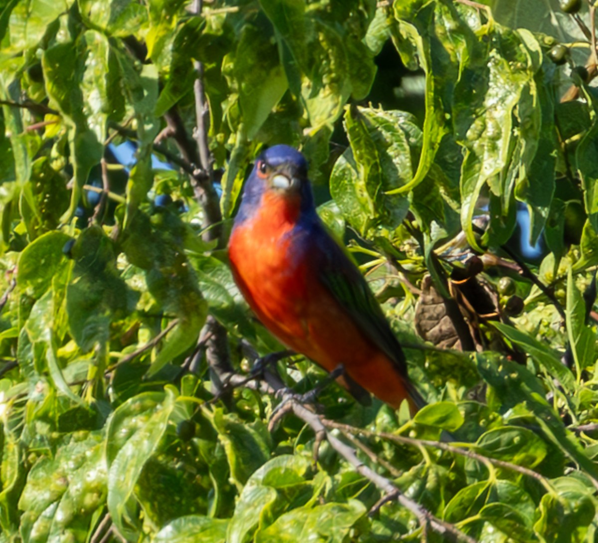 Painted Bunting - ML620797166