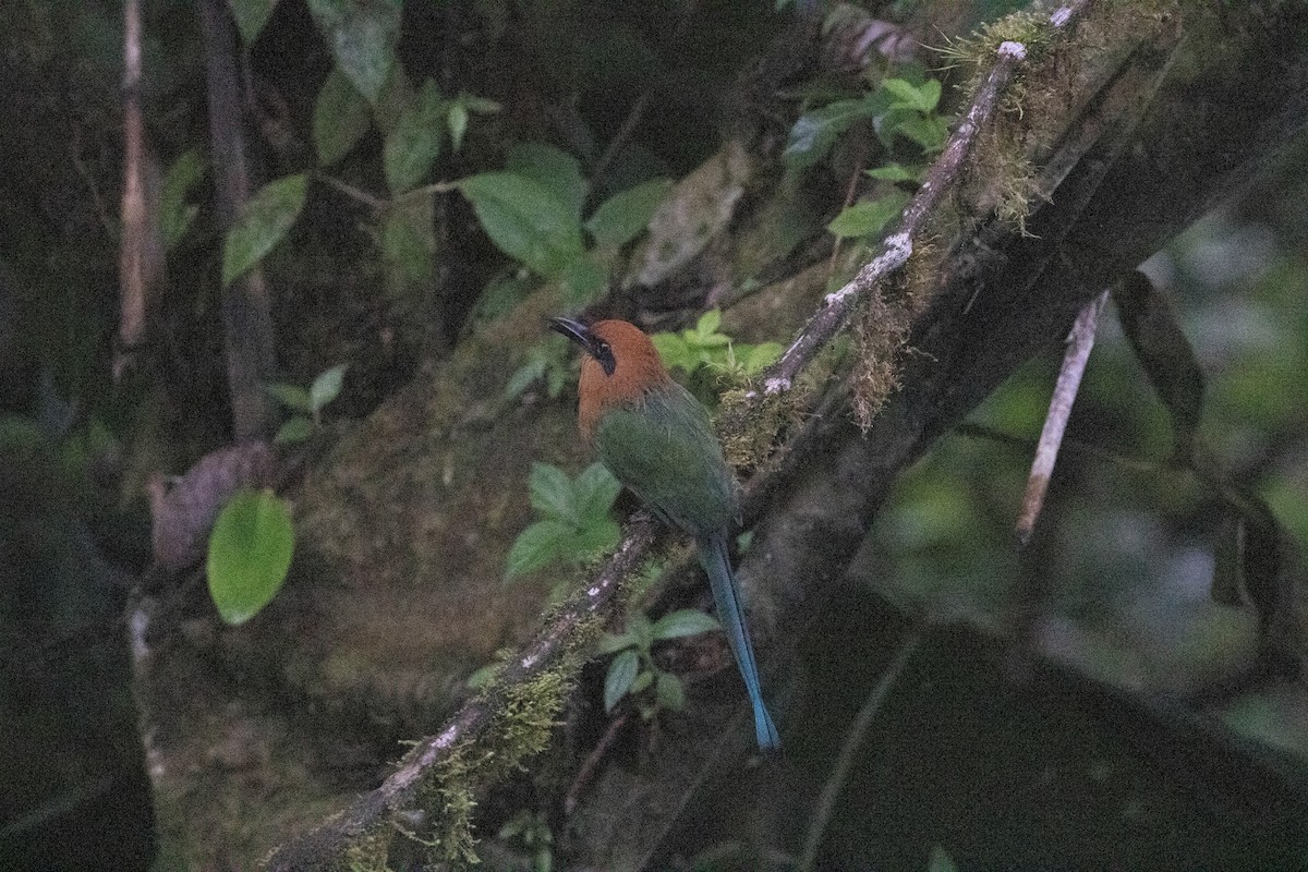 Rufous Motmot - ML620797175