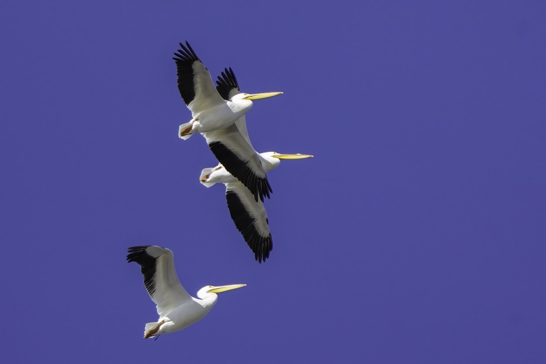 pelikán severoamerický - ML620797186