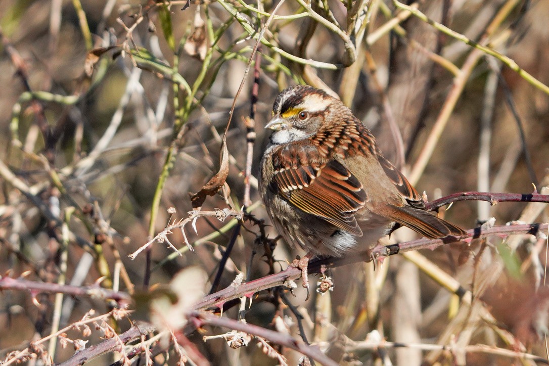 White-throated Sparrow - ML620797197