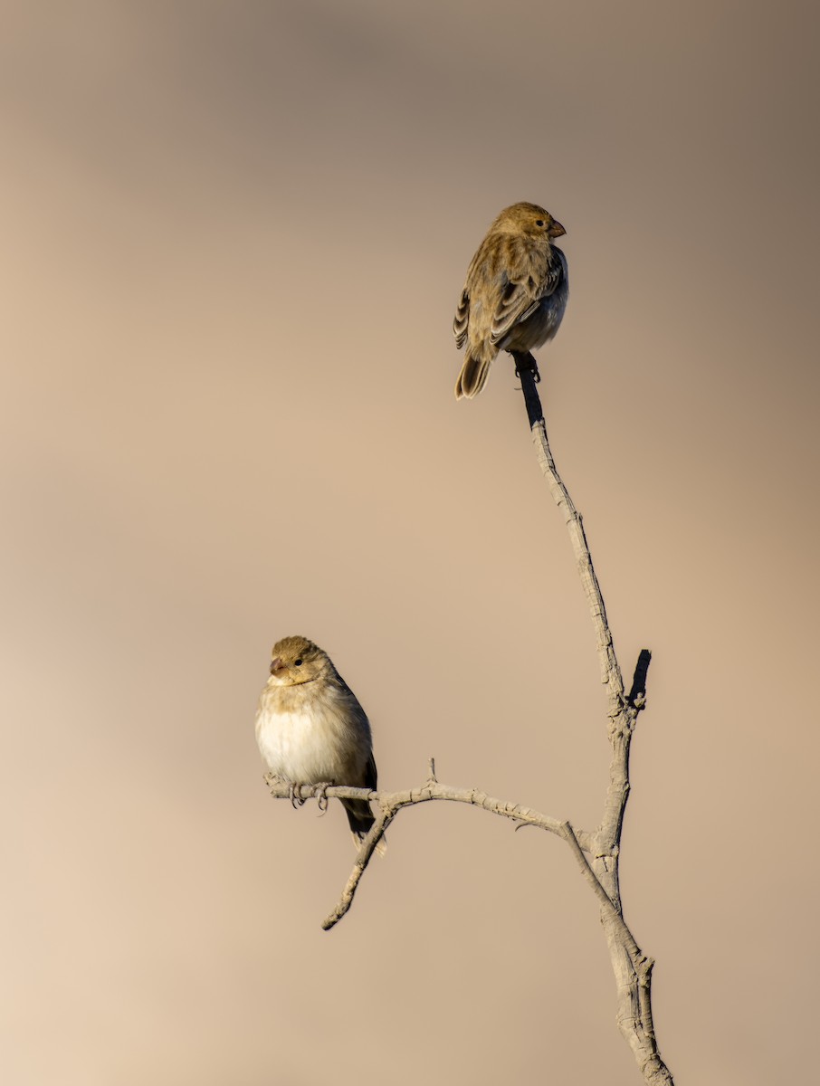 Chestnut-throated Seedeater - ML620797223