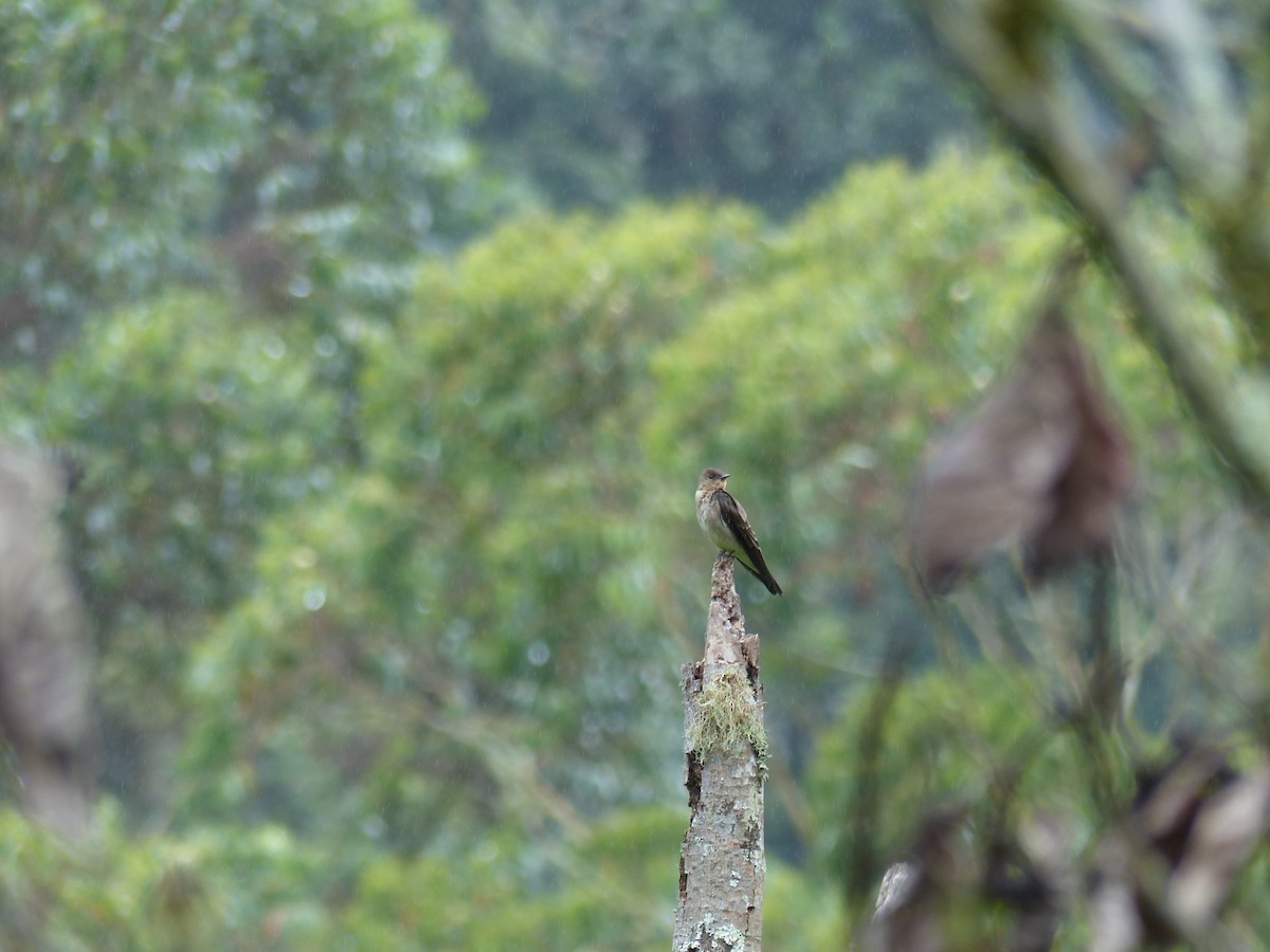 Southern Rough-winged Swallow - ML620797227