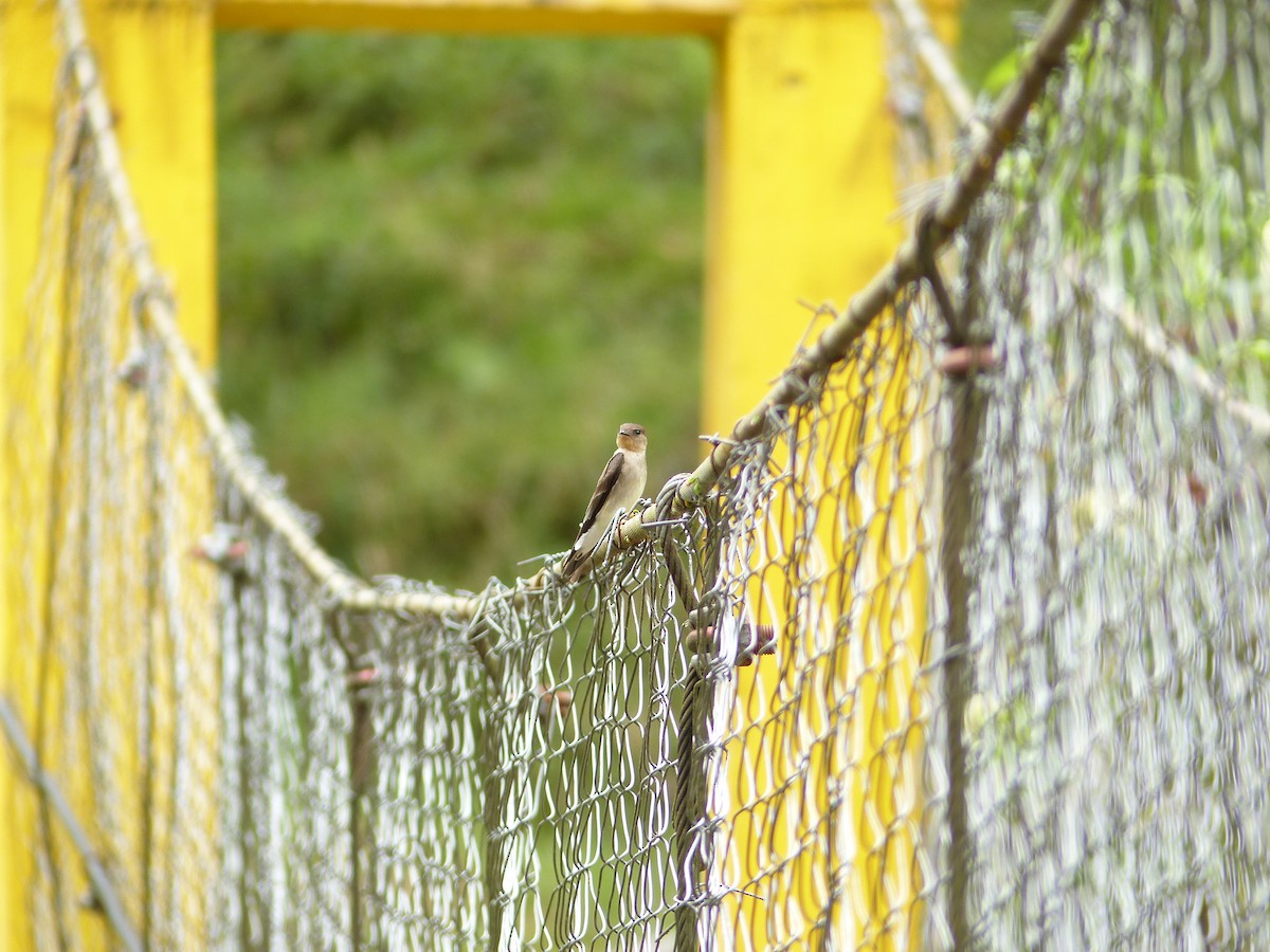 Southern Rough-winged Swallow - ML620797231