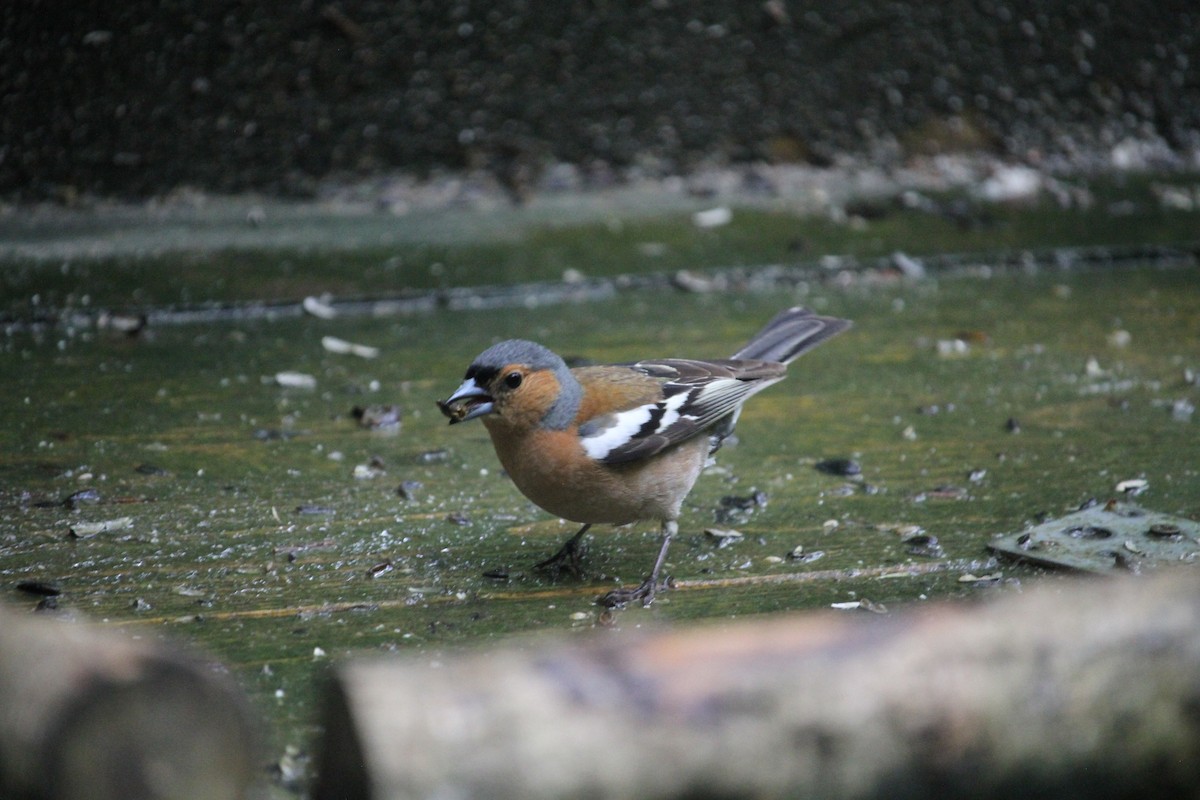 Common Chaffinch - Ron Pasieczna