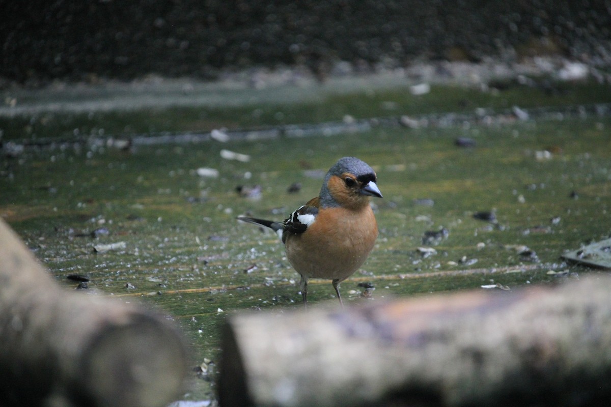 Common Chaffinch - ML620797233