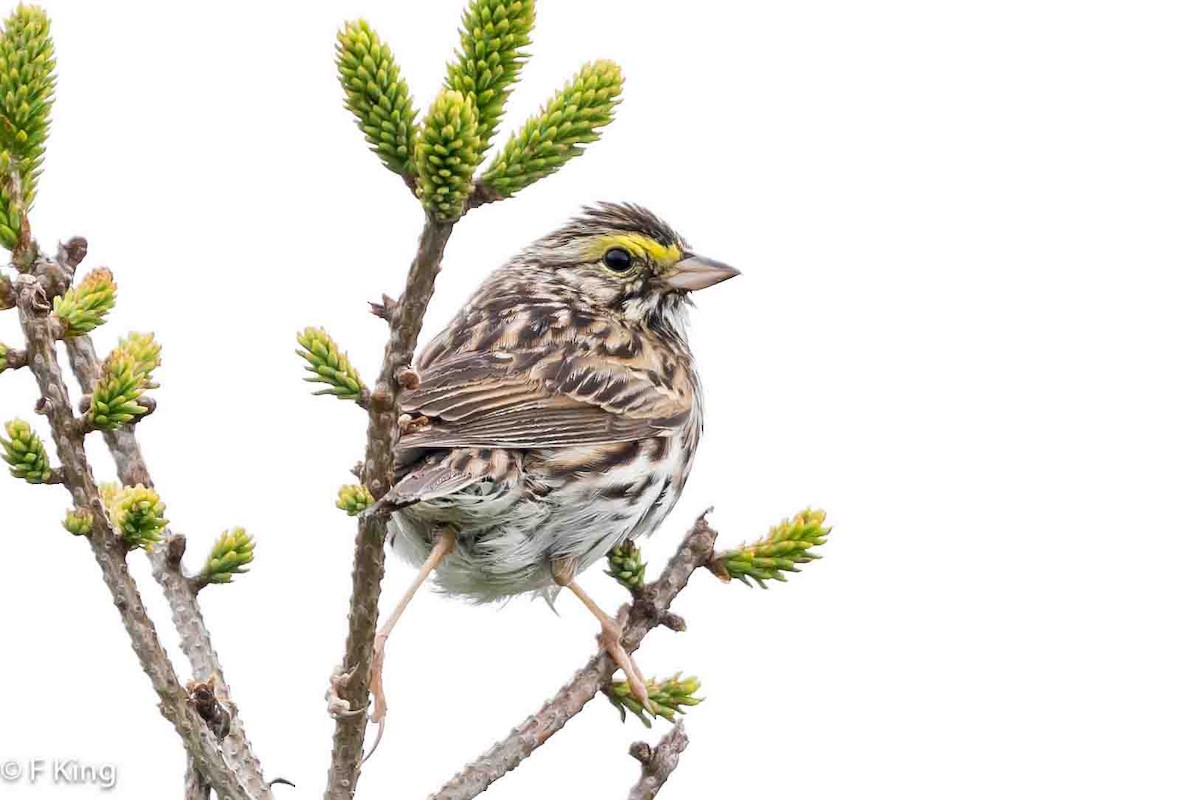 Savannah Sparrow - ML620797234