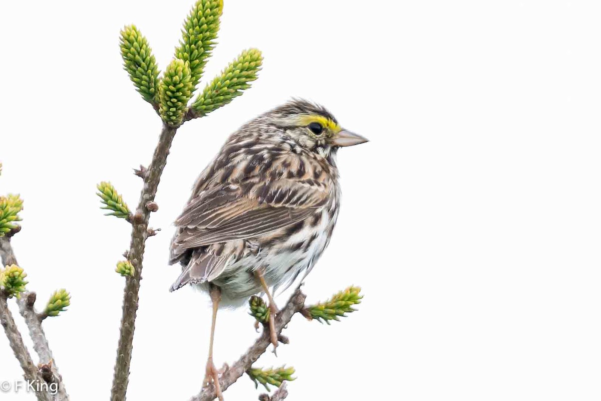 Savannah Sparrow - ML620797235