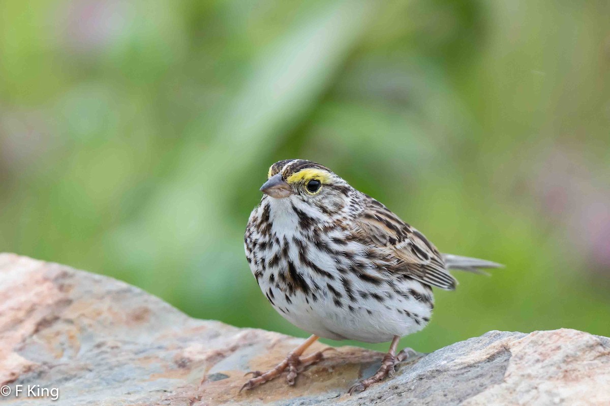 Savannah Sparrow - ML620797236