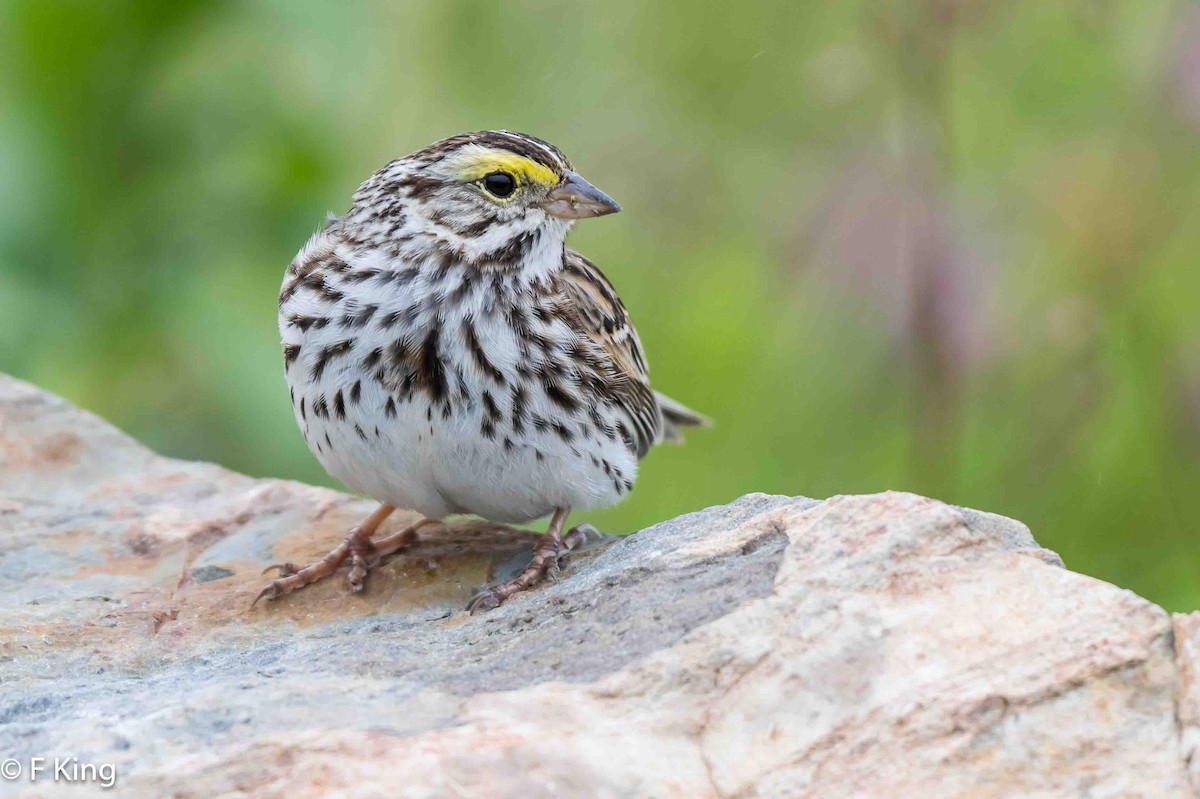 Savannah Sparrow - ML620797237