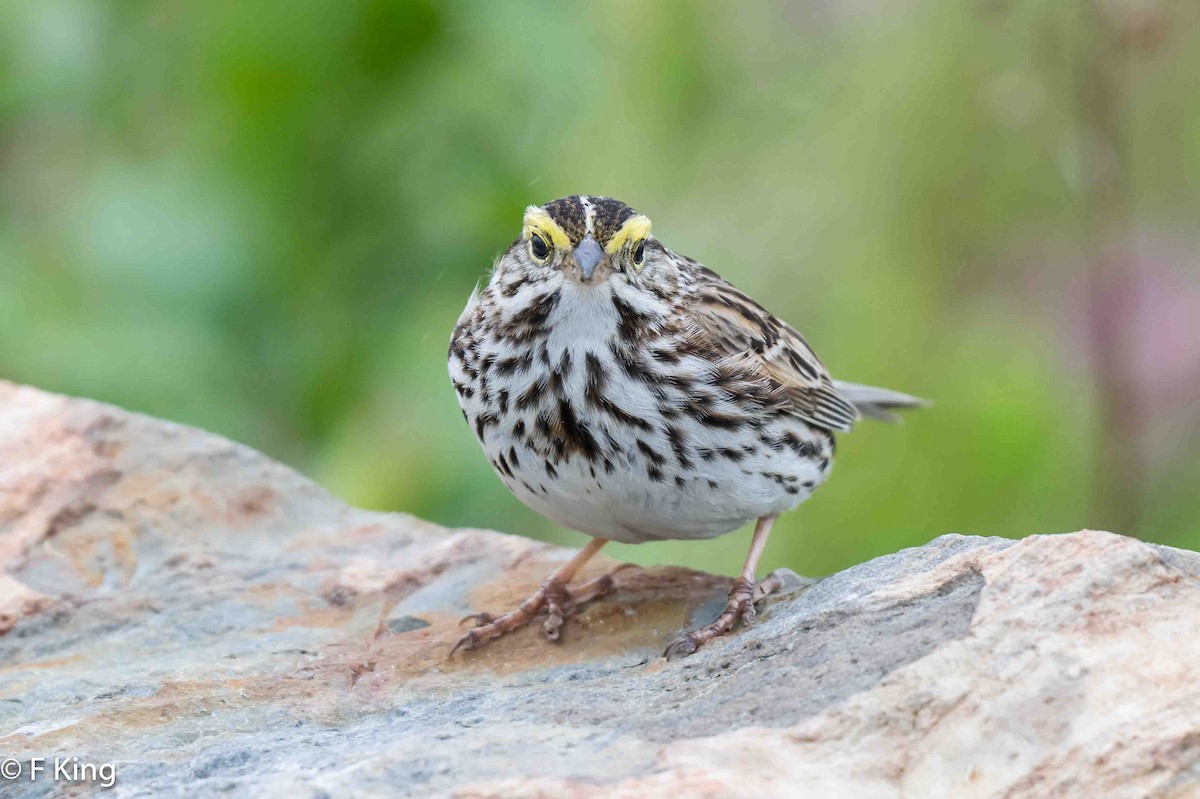 Savannah Sparrow - ML620797239