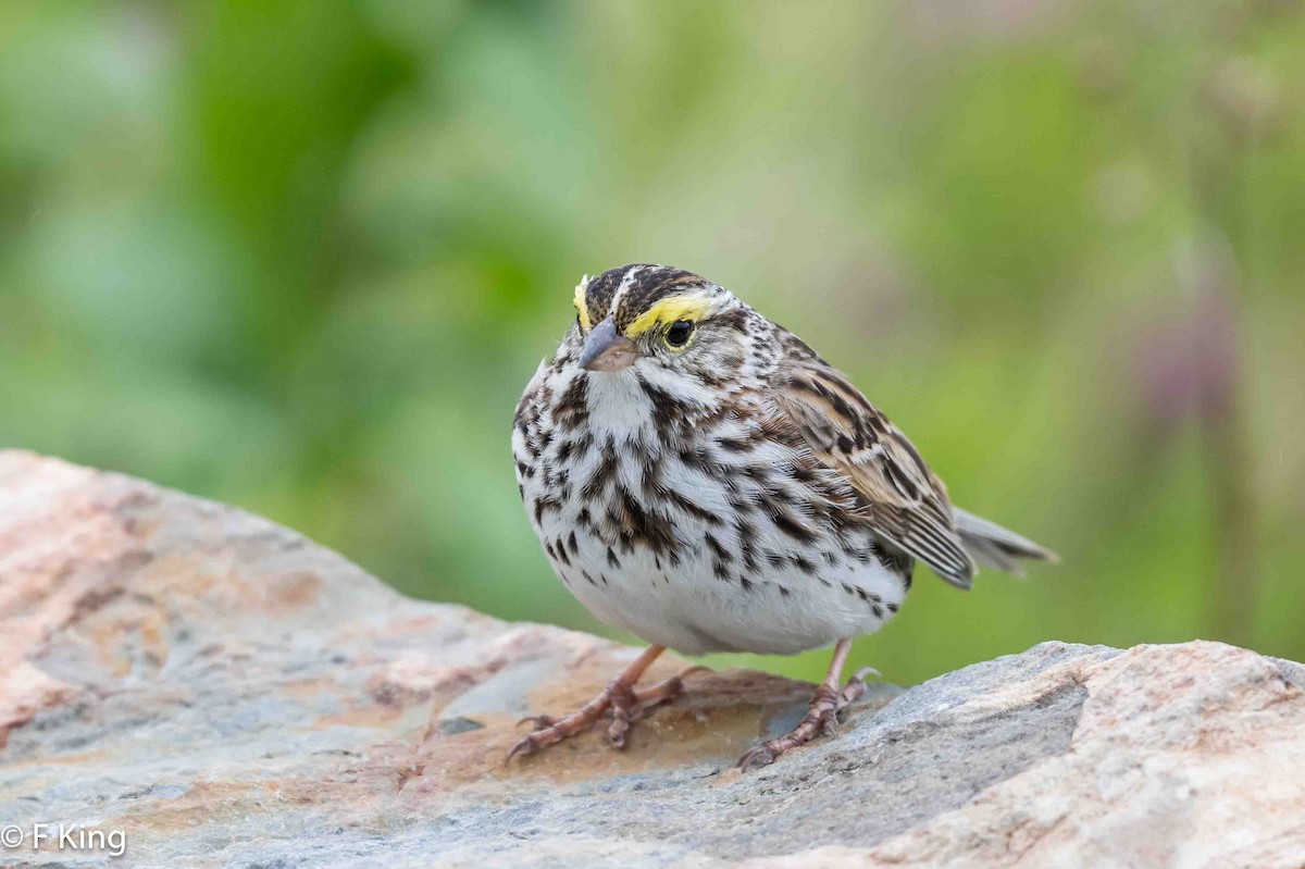 Savannah Sparrow - ML620797240