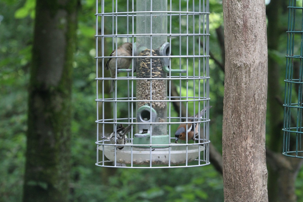 Common Chaffinch - ML620797242