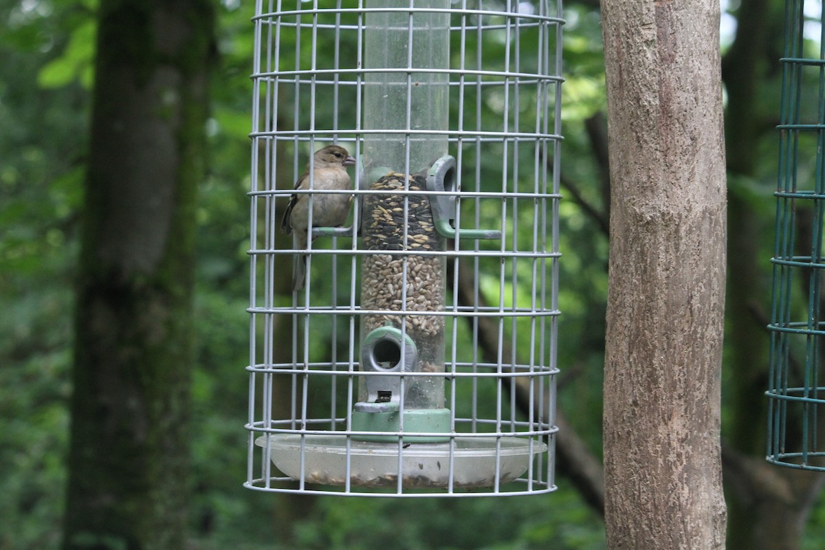 Common Chaffinch - ML620797245