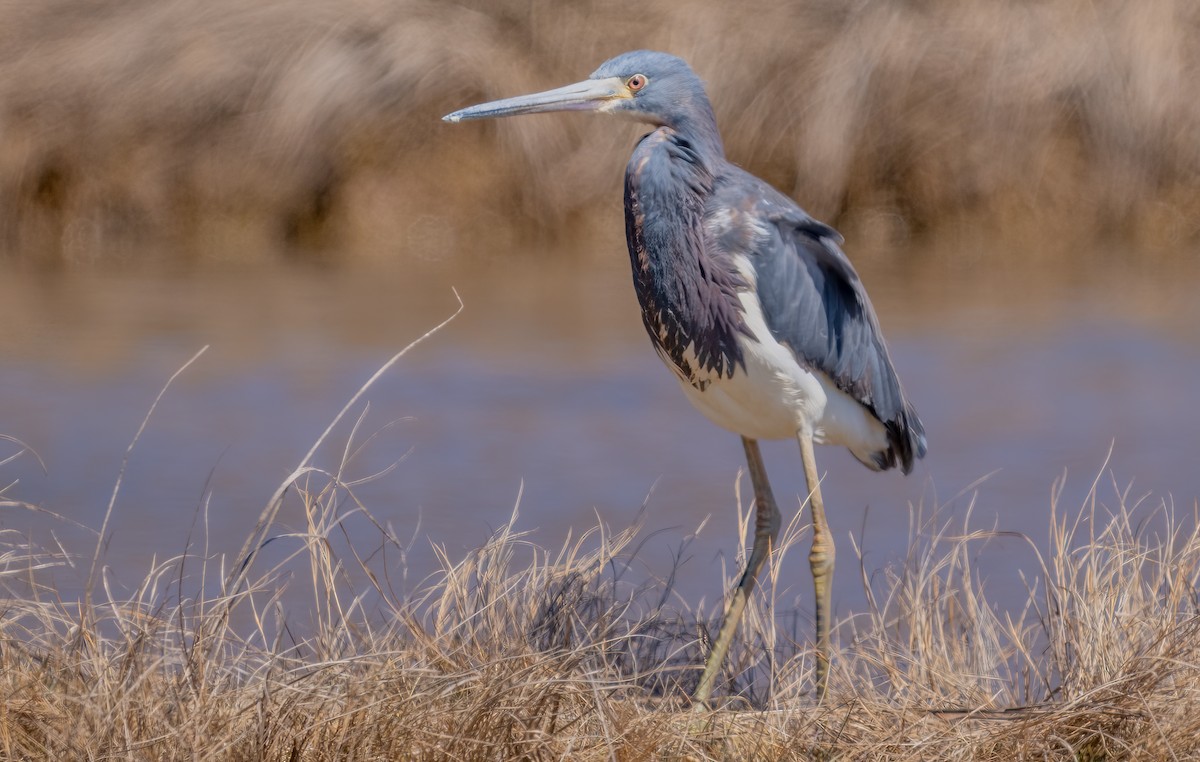 Tricolored Heron - ML620797249