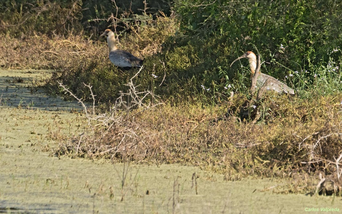 Buff-necked Ibis - ML620797255