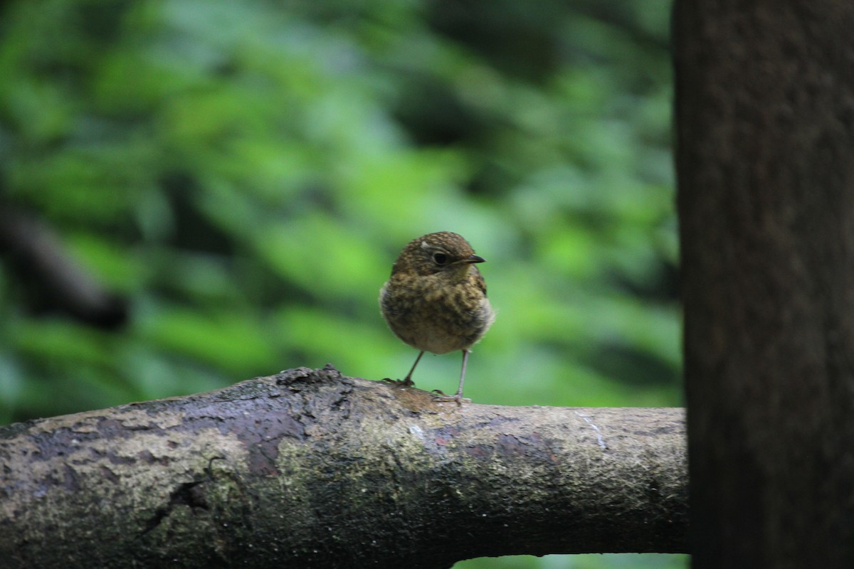 European Robin - ML620797256