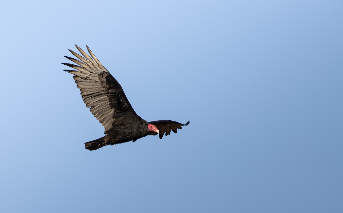 Turkey Vulture - ML620797261