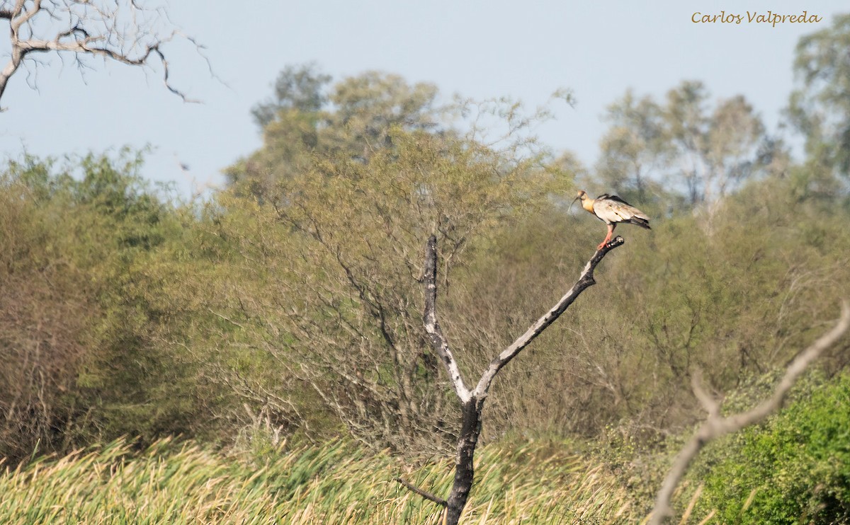 Buff-necked Ibis - ML620797262