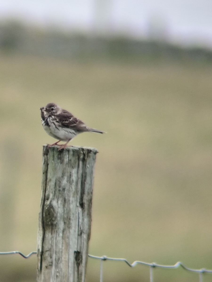 Meadow Pipit - ML620797266