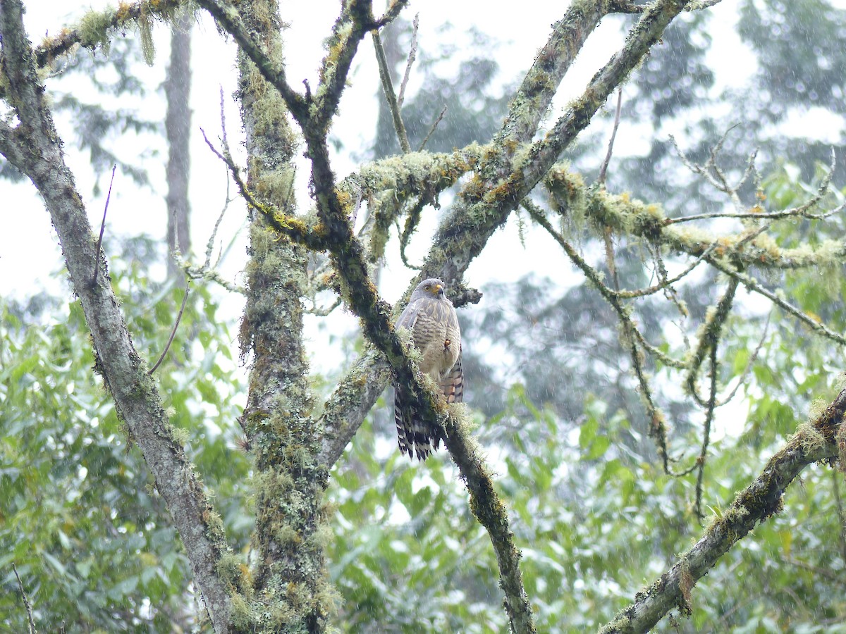 Roadside Hawk - ML620797267