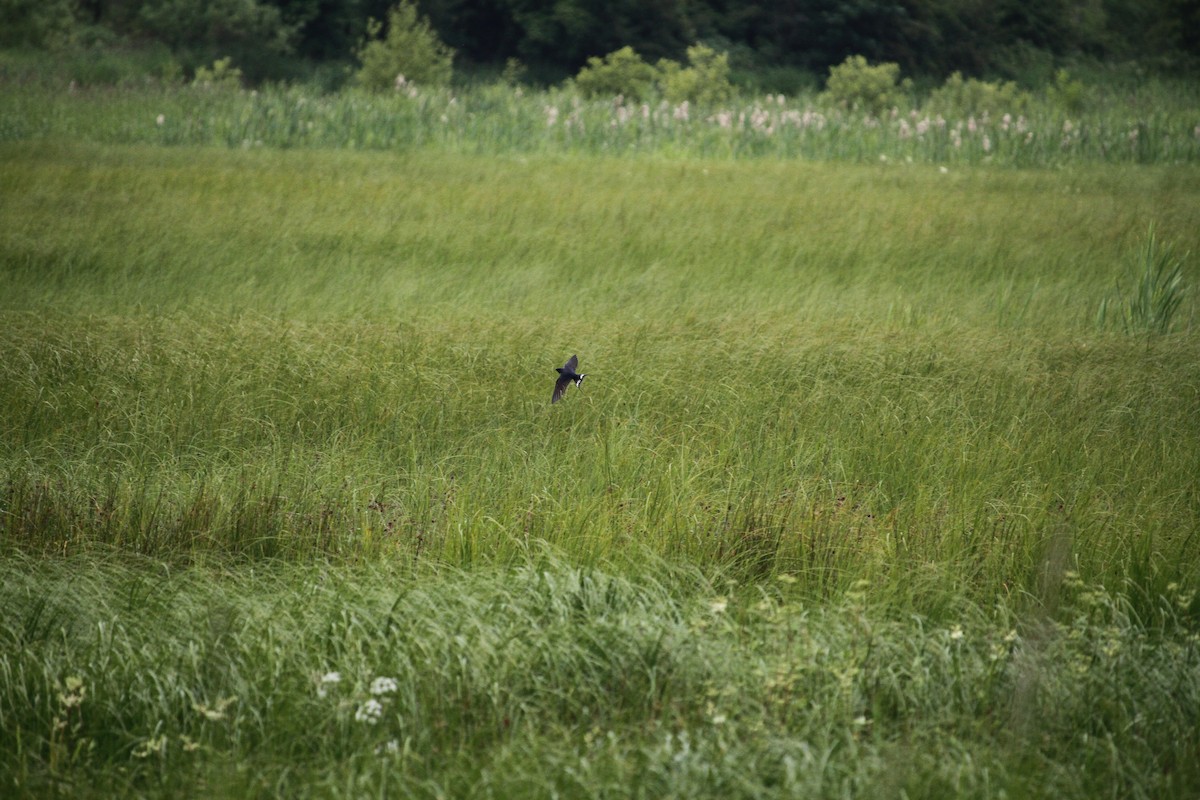 Barn Swallow - ML620797269