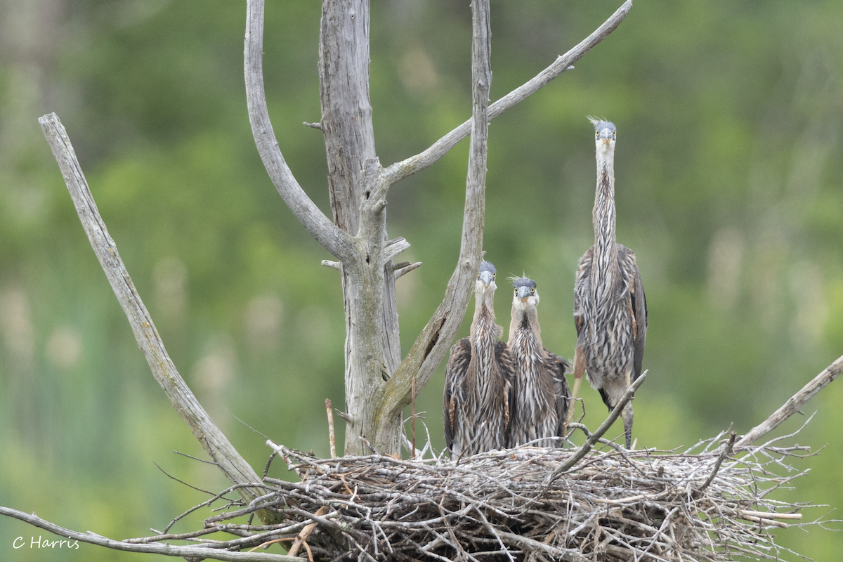 Great Blue Heron - ML620797271