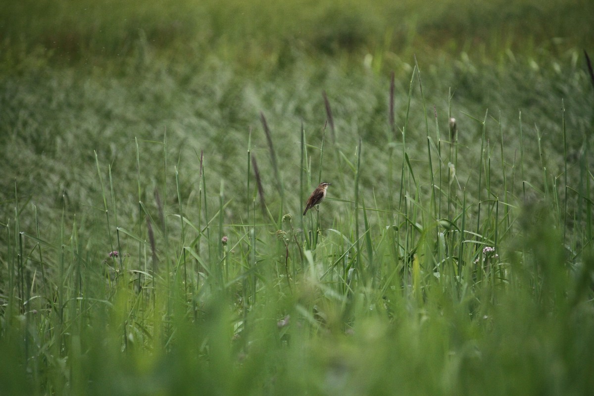 Sedge Warbler - ML620797273