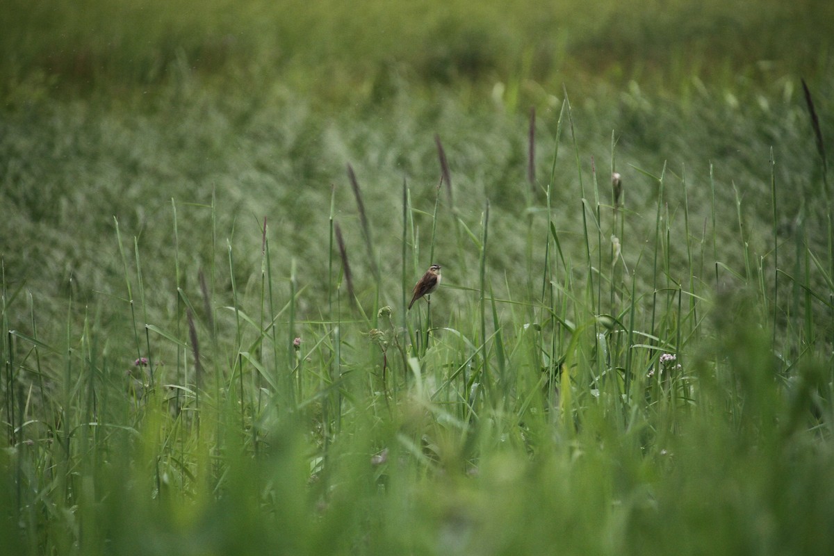 Sedge Warbler - ML620797274