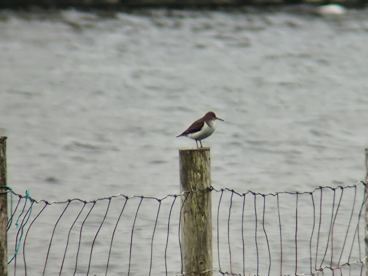 Common Sandpiper - ML620797278