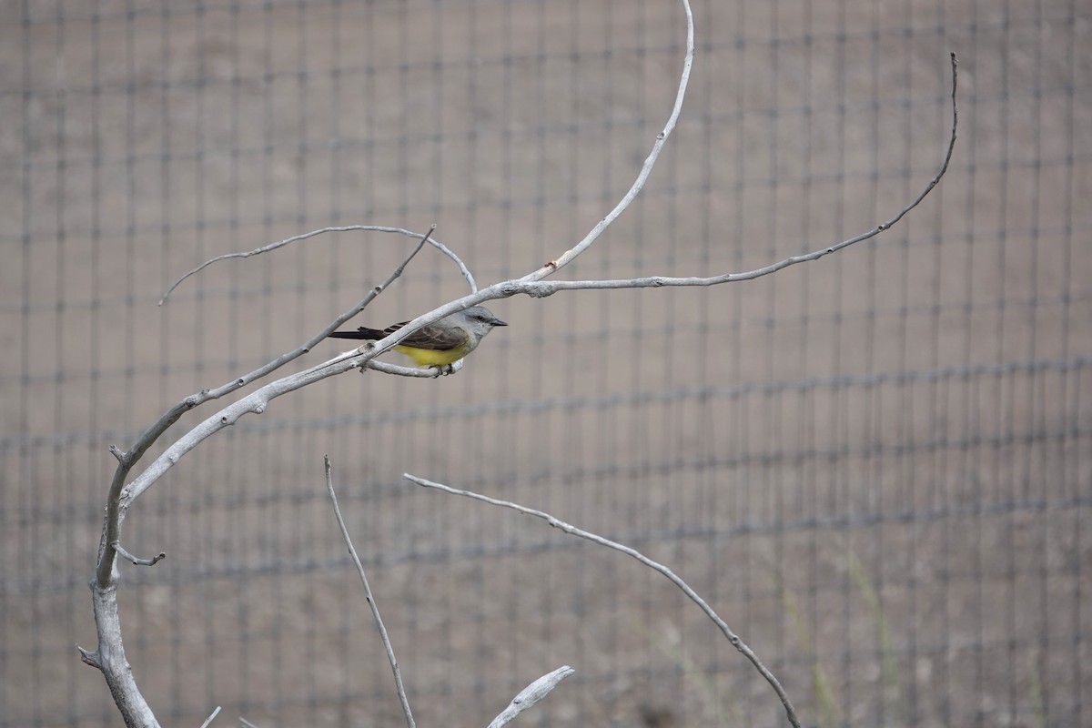 Western Kingbird - ML620797281