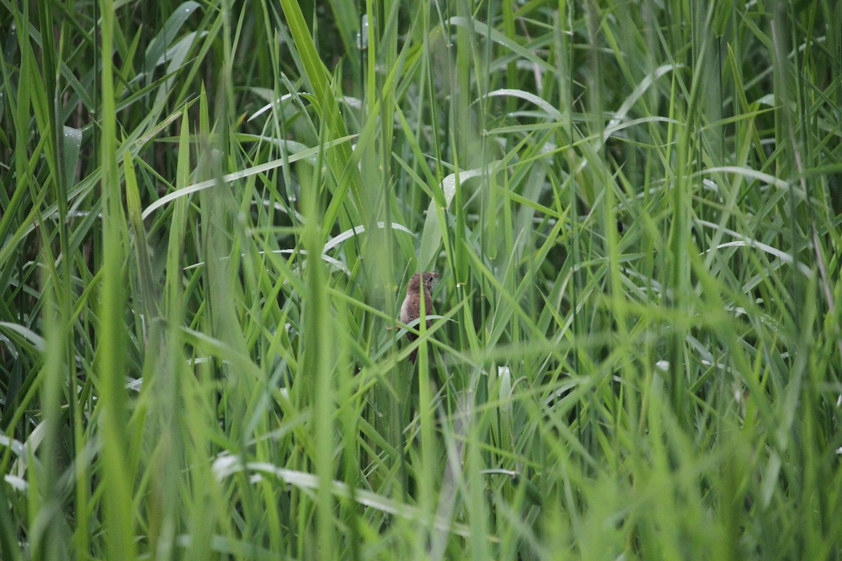 Eurasian Wren - ML620797282