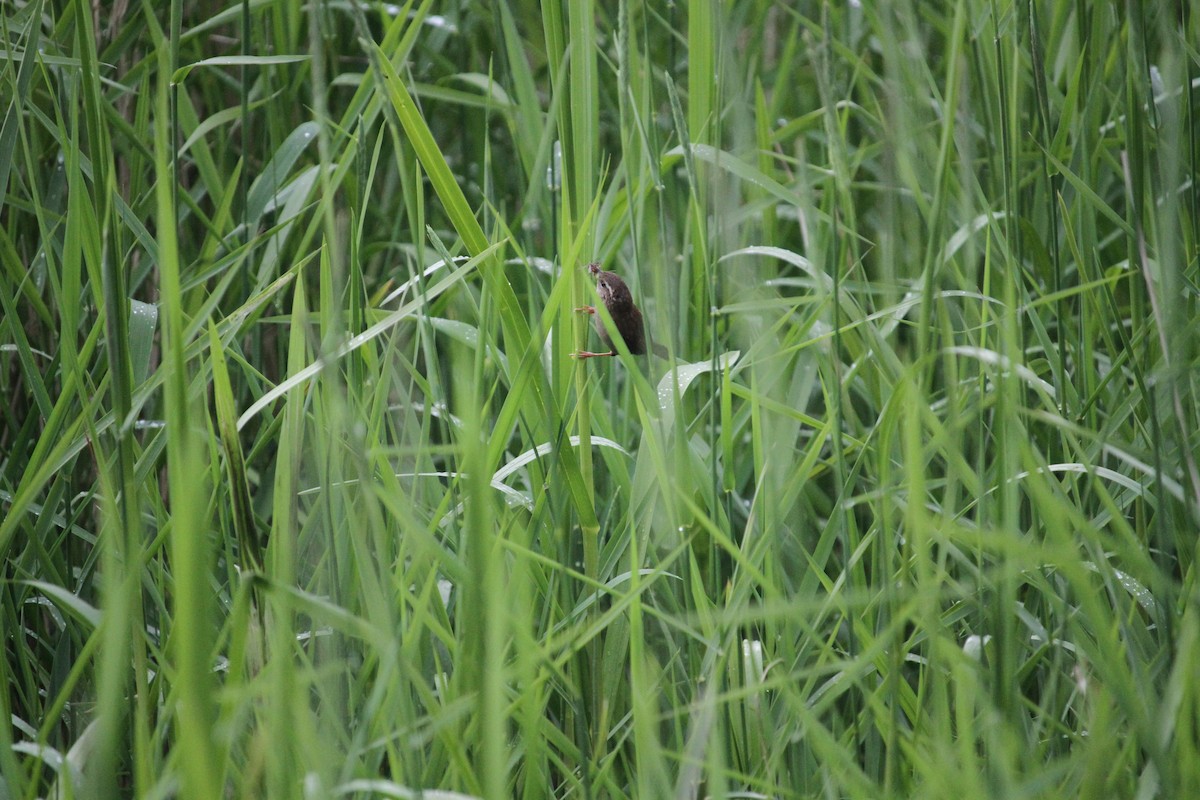 Eurasian Wren - ML620797287