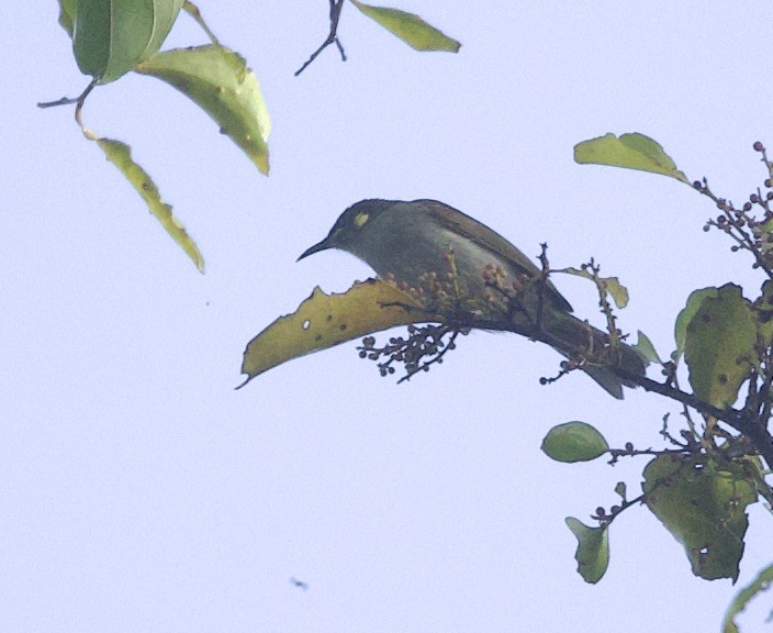 Graceful Honeyeater - ML620797290