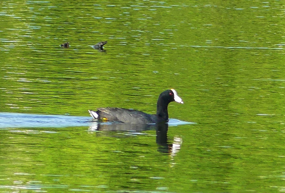 American Coot - ML620797291