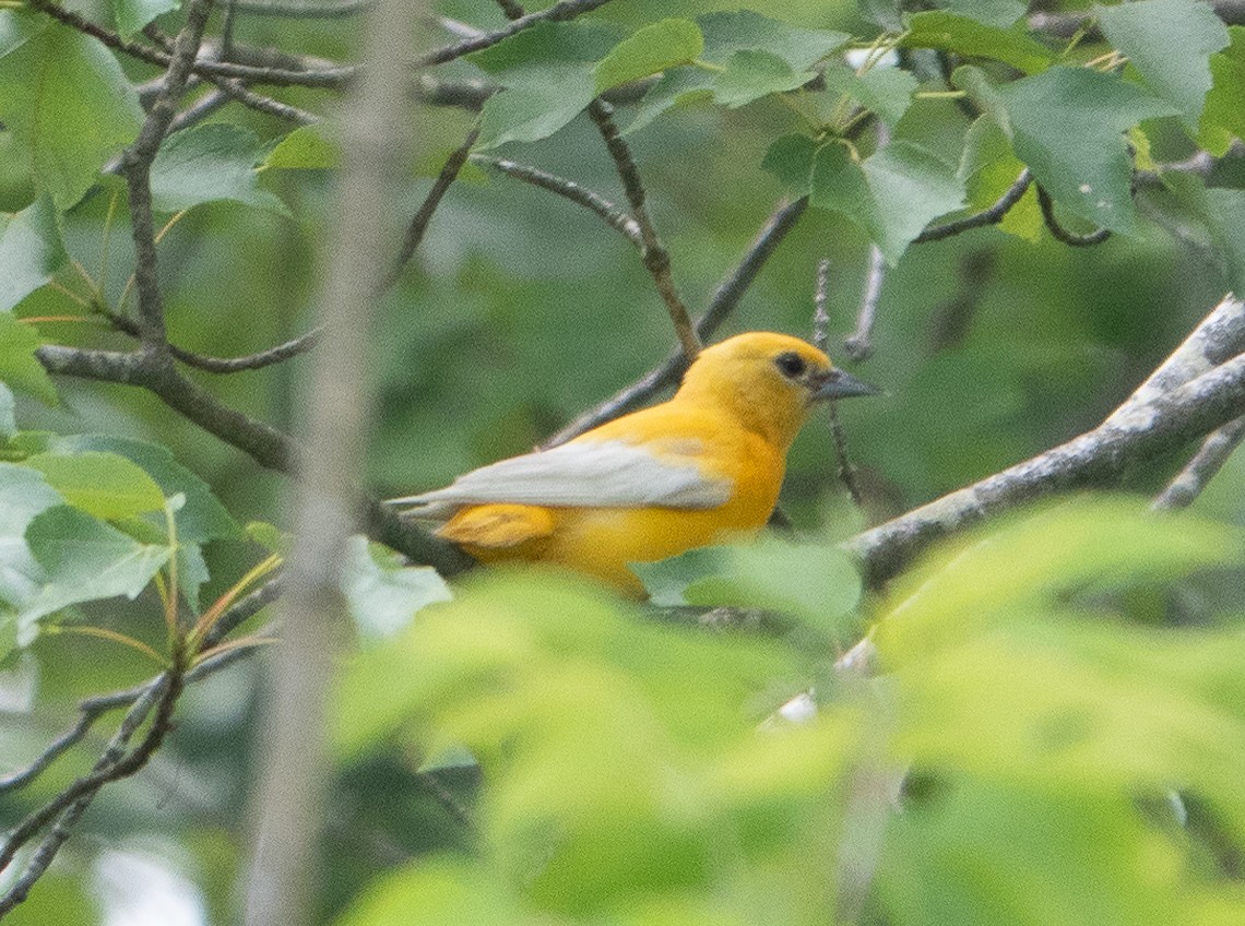 Baltimore Oriole - ML620797292