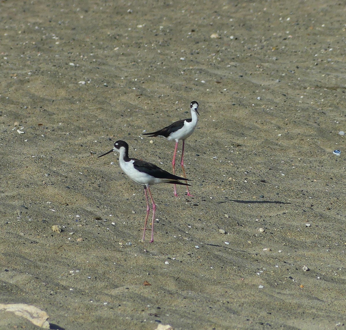 Black-necked Stilt - ML620797300