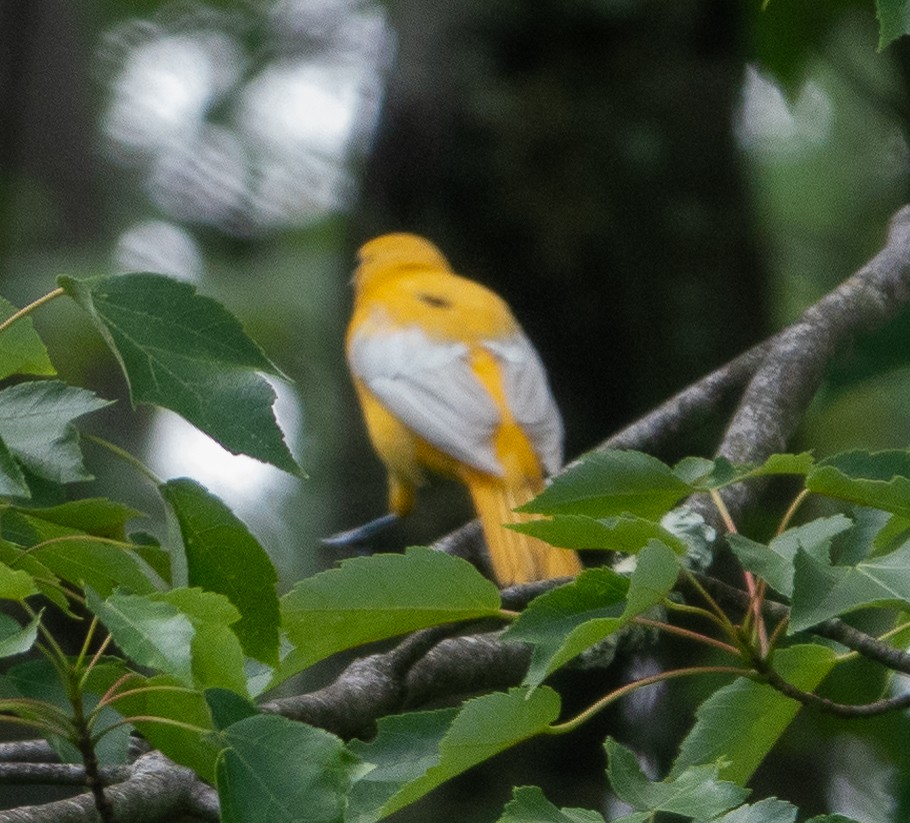 Baltimore Oriole - ML620797302