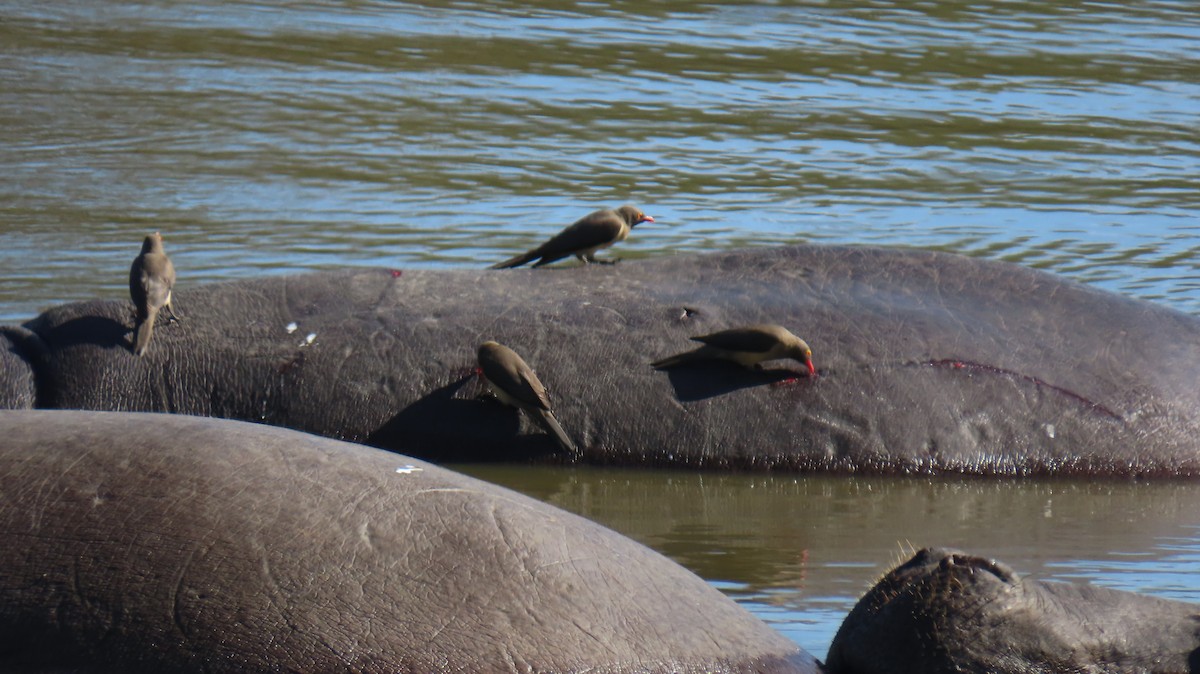 Red-billed Oxpecker - Ann Kovich