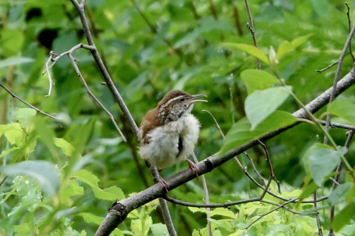 Carolina Wren - ML620797309