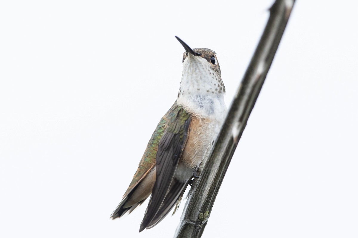 Rufous Hummingbird - ML620797310