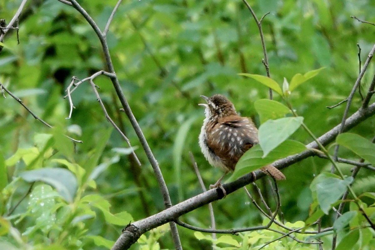 Carolina Wren - ML620797314