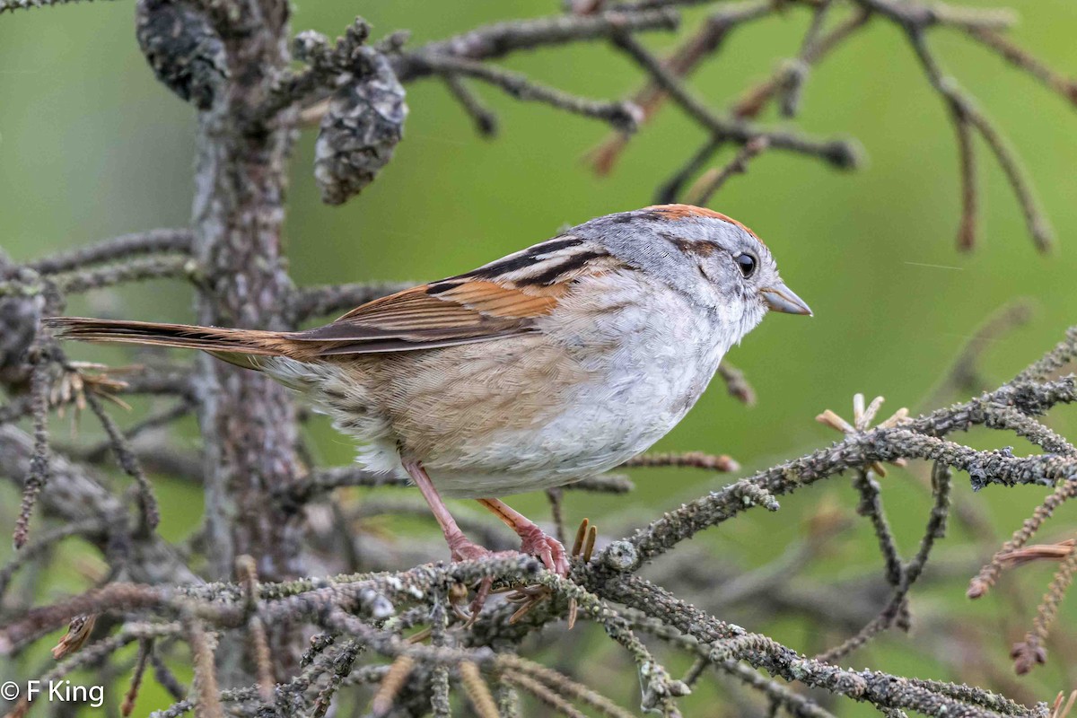 Swamp Sparrow - ML620797322