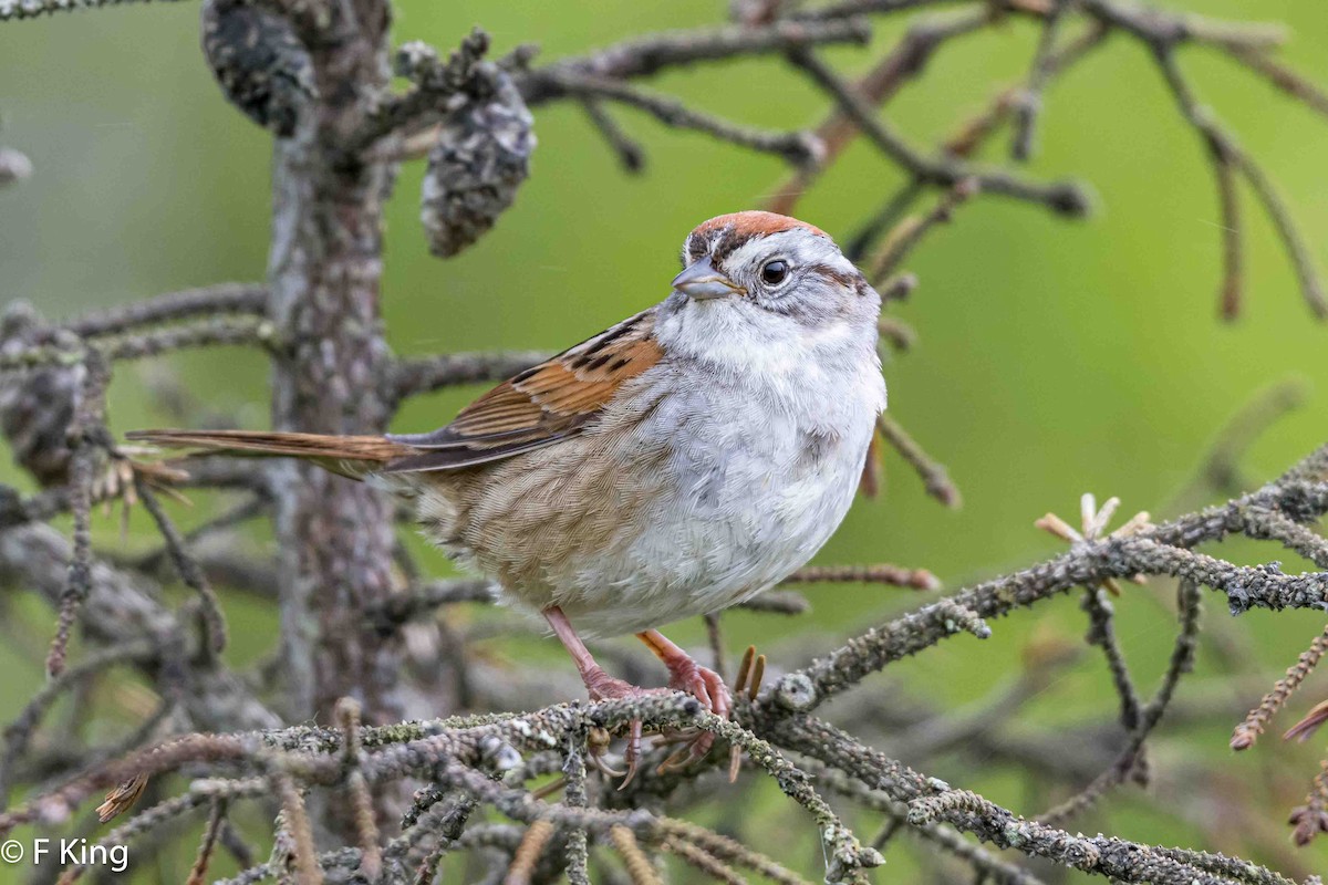 Swamp Sparrow - ML620797323