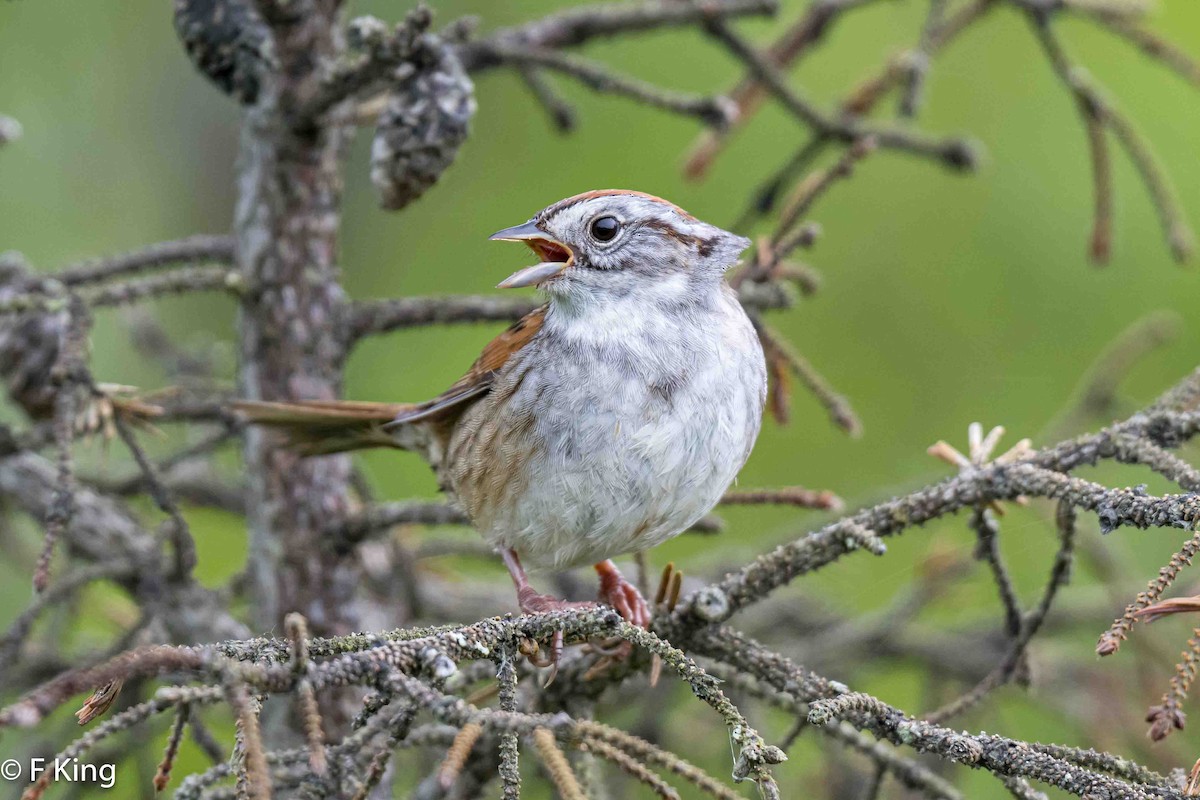 Swamp Sparrow - ML620797324