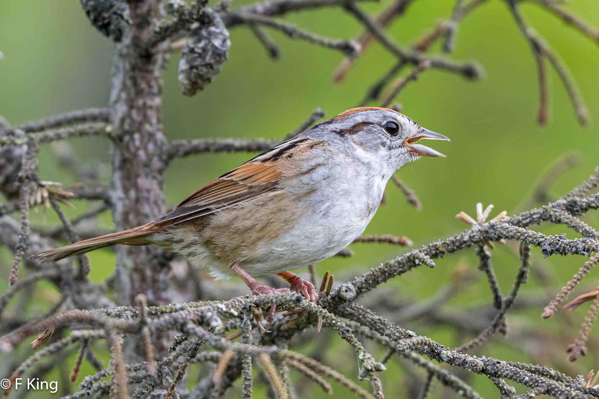 Swamp Sparrow - Frank King