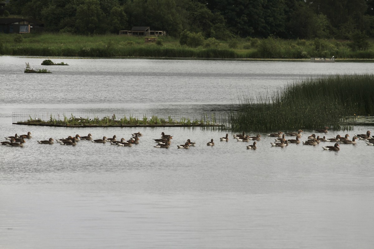 Graylag Goose - ML620797330